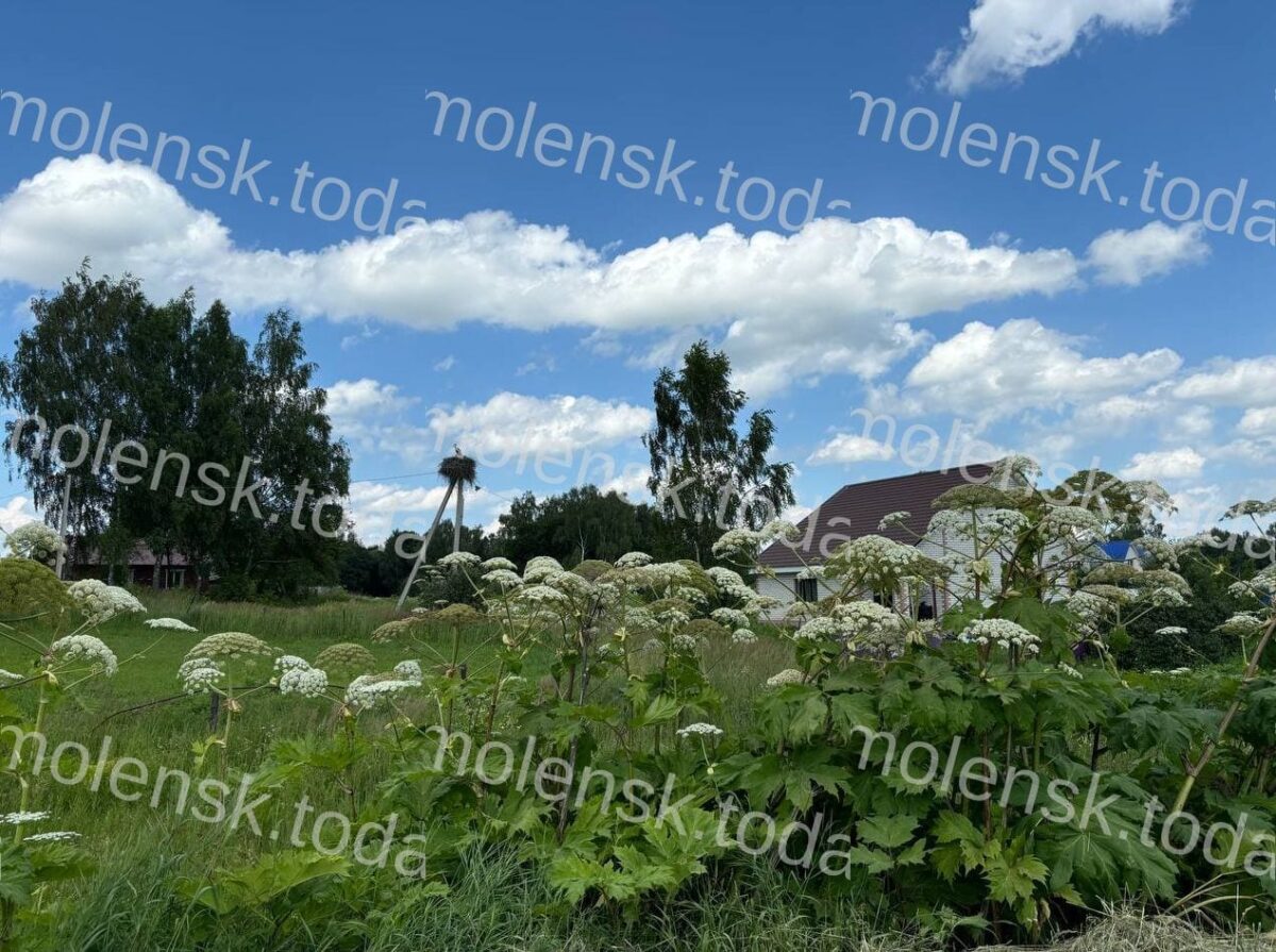 В Починковском районе Смоленской области планируется масштабная борьба с борщевиком